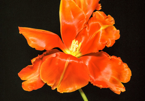 The Great Debate: Natural vs. Synthetic Fragrances